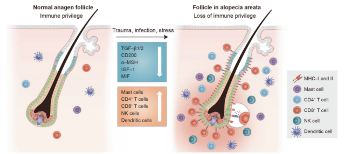 출처 : Lee, J. H., & Choi, S. (2024b). Deciphering the molecular mechanisms of stem cell dynamics in hair follicle regeneration. Experimental and Molecular Medicine/Experimental and Molecular Medicine, 56(1), 110–117.