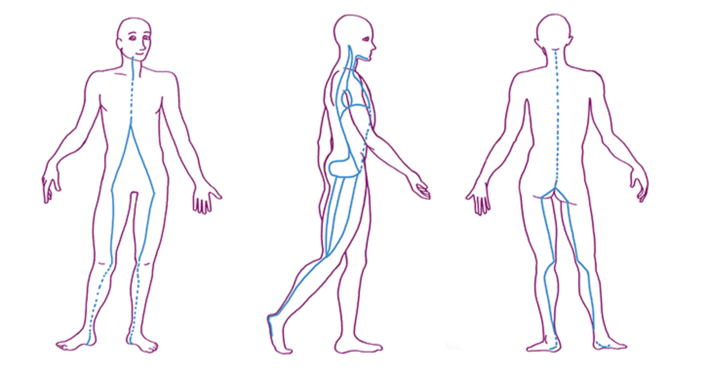 발 아치에서 시작한 심부 근막이 골반과 횡격막을 통과해 혀 뿌리까지 이어짐 참고:  https://yogasimpatico.com/the-deep-front-line-and-fascia/