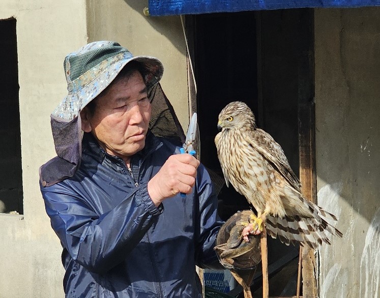 권재명 주갈치가 손에 매를 얹고 있다