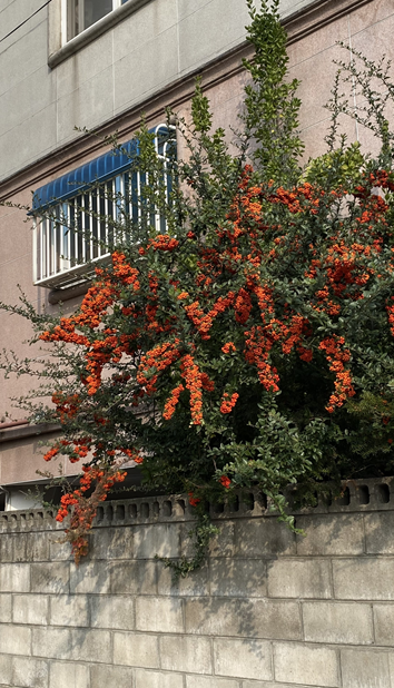 동네를 산책하다 보면, 좁디 좁은 빈틈에서도이런 예쁜 것들이 자라고 있는 것을 발견합니다.