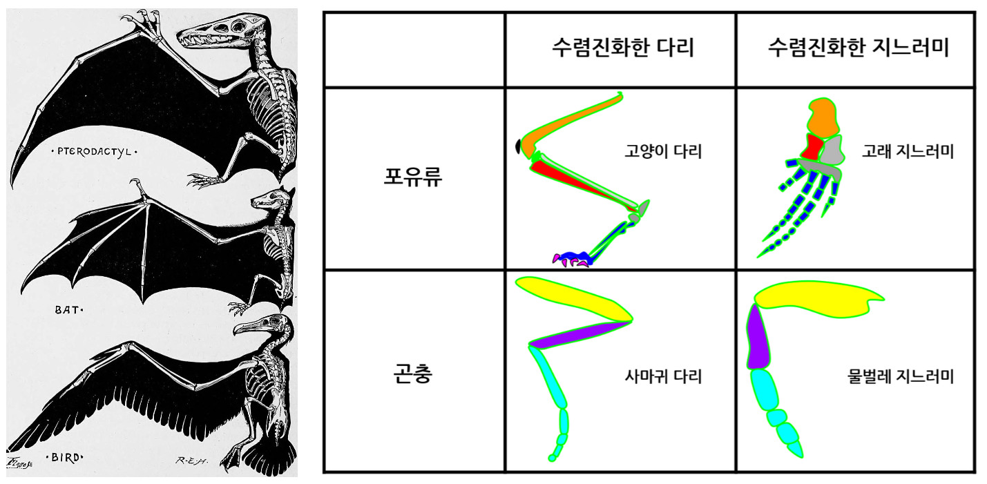 (좌) 프테로닥틸루스, 박쥐, 새의 날개. (우) 다리와 날개의 수렴진화, Wikimedia Commons.