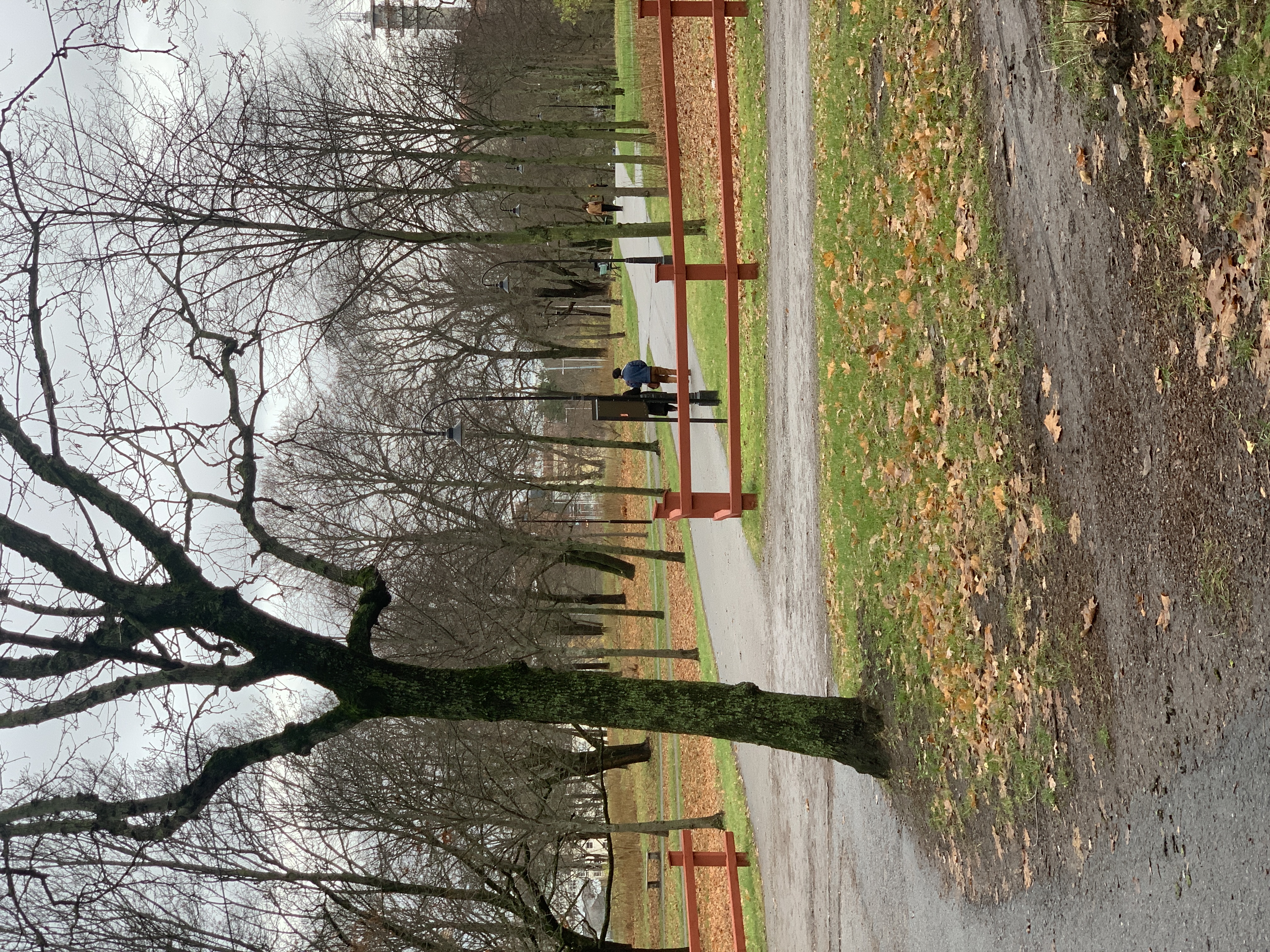 학교 가는 길 은행나무들이 정말 예뻤는데 정신 차리고 보니 앙상한 가지만 남았더라고요