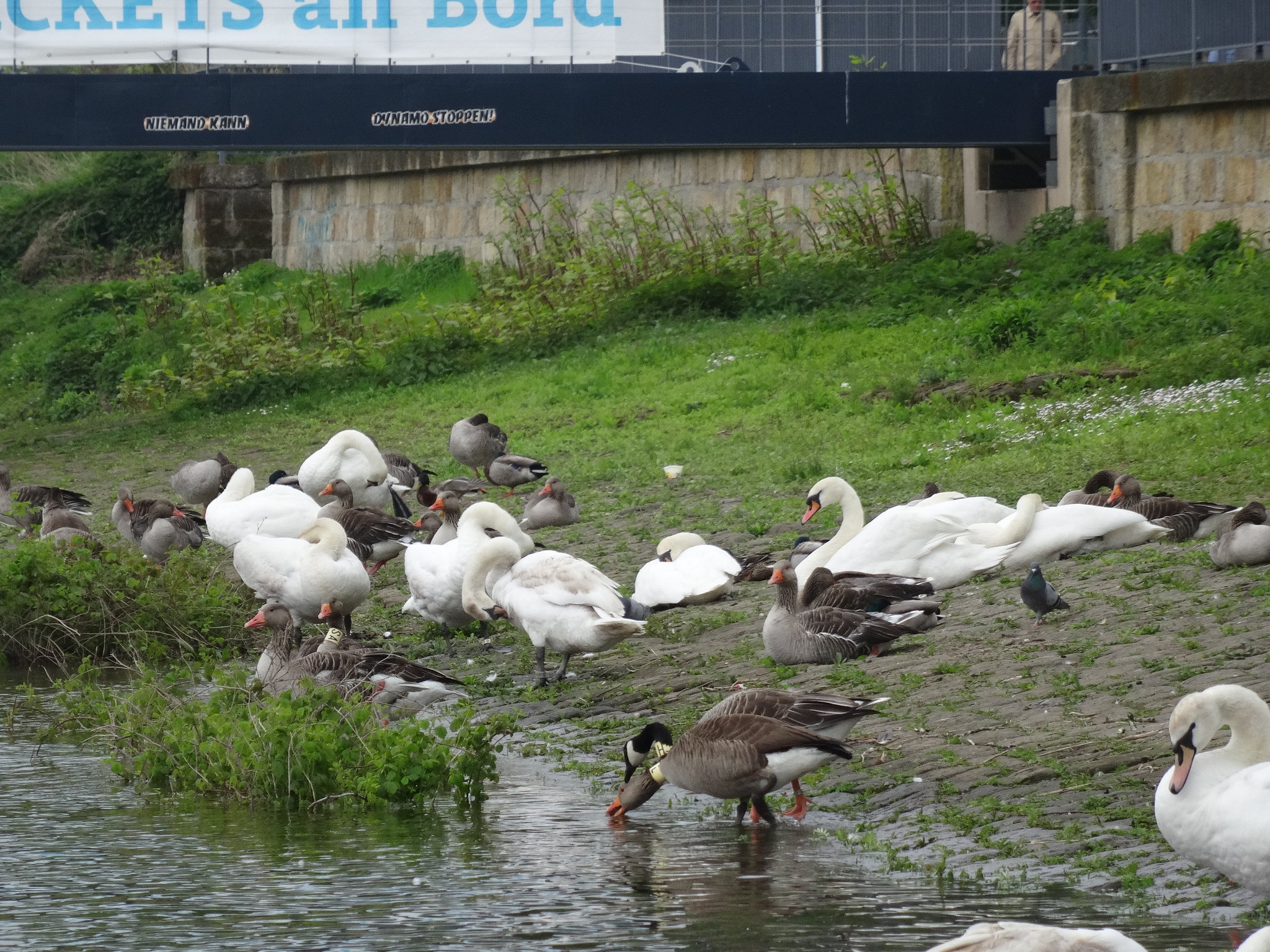 혹고니과 회색기러기 무리 그리고 비둘기