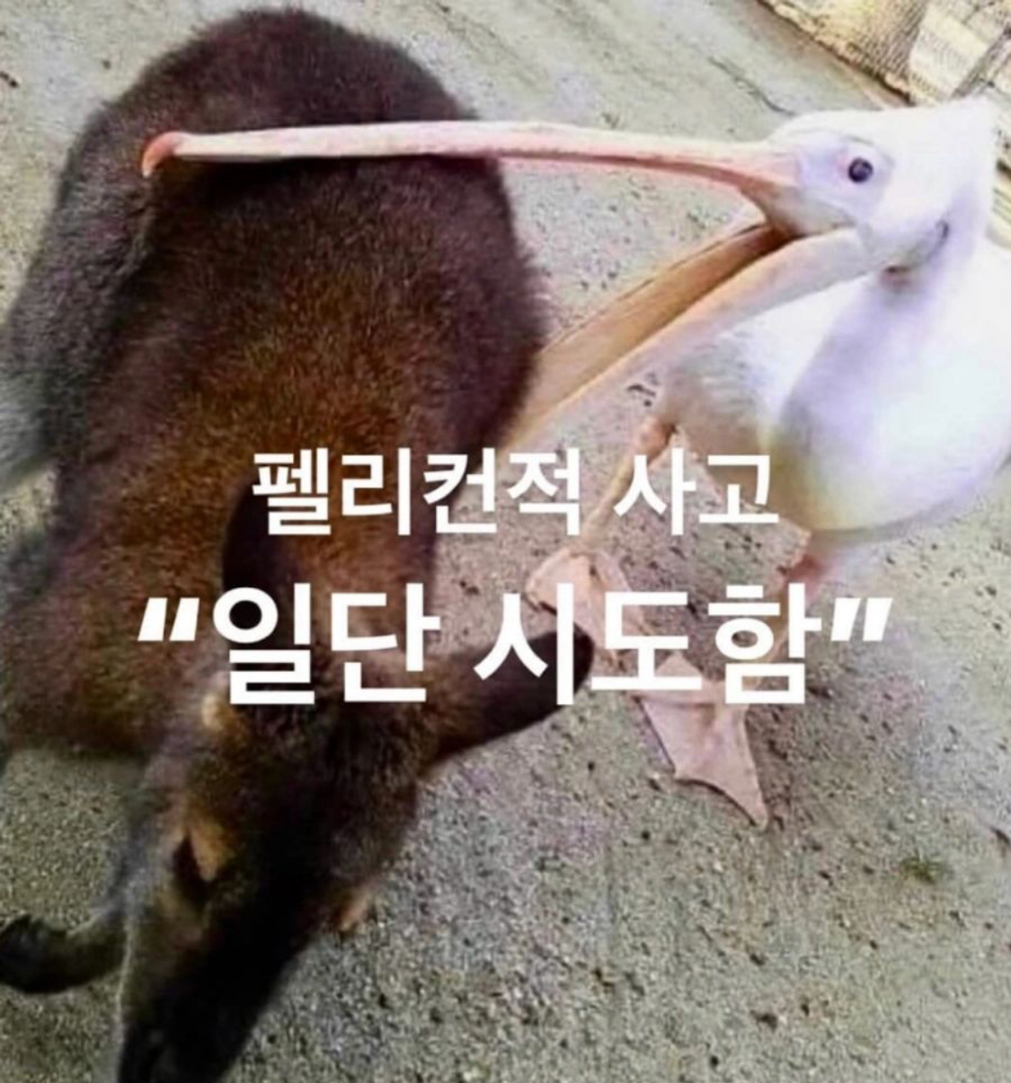 펠리컨적 사고로 가야할 때입니다