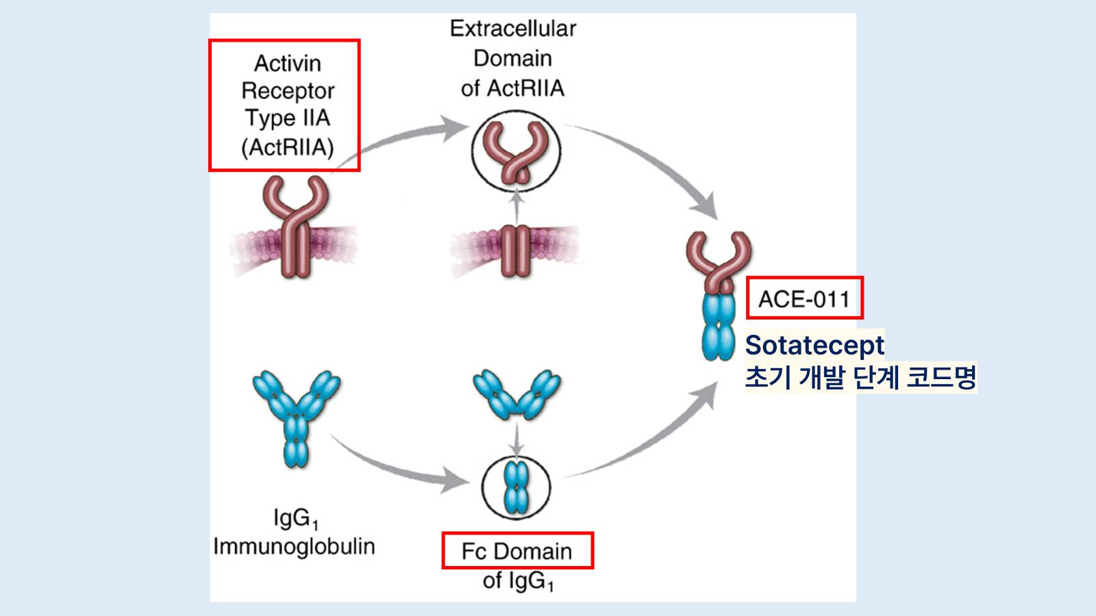 A schematic diagram of sotaterceptAdapted from. Bone. 2010;46(4):1082-1088.