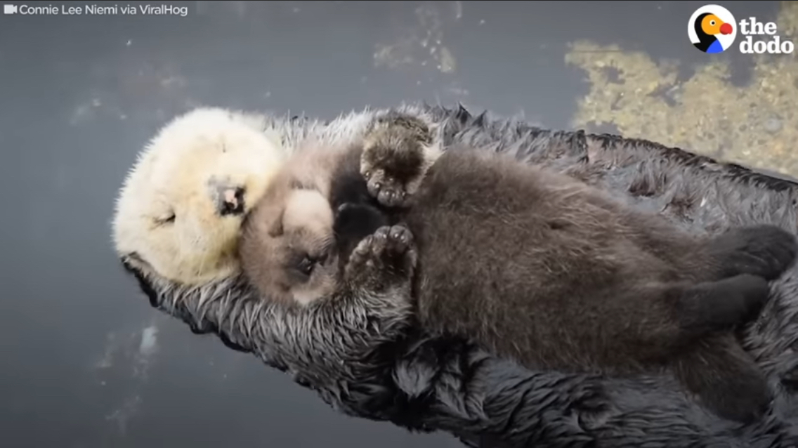 출처: [Youtube] Otter Moms Wrap Their Babies in Seaweed Blankets | The Dodo