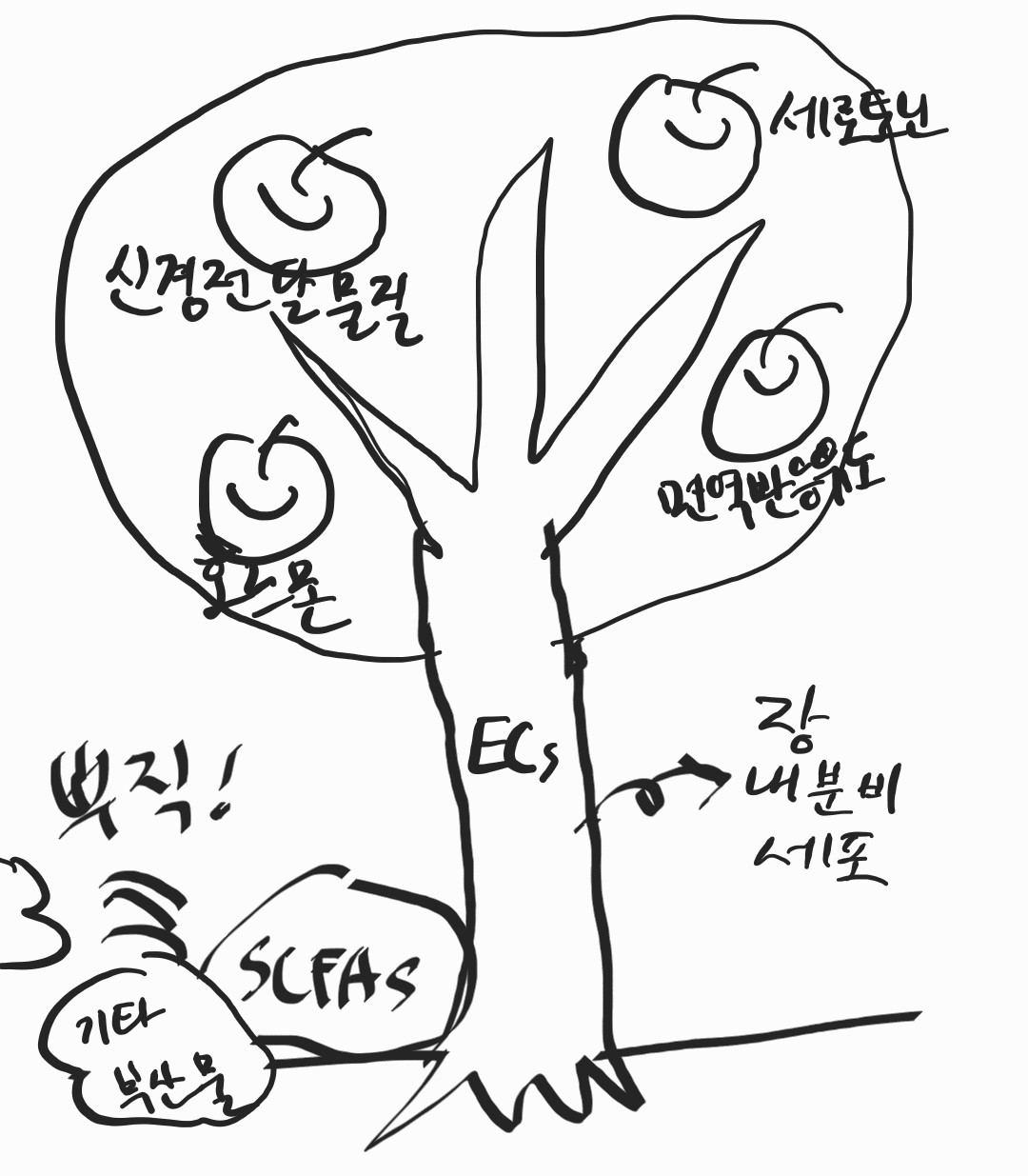 유산균의 똥을 비료삼아 장내분비세포라는 나무에 세로토닌이라는 열매가 열립니다.