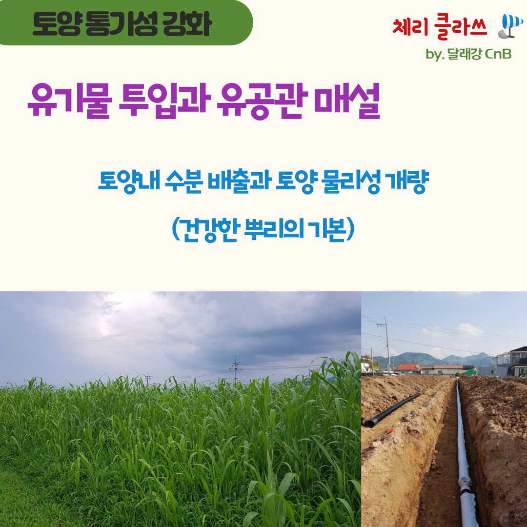 체리나무의 조기낙엽을 줄여 주는 2가지 농약 방제법의 썸네일 이미지