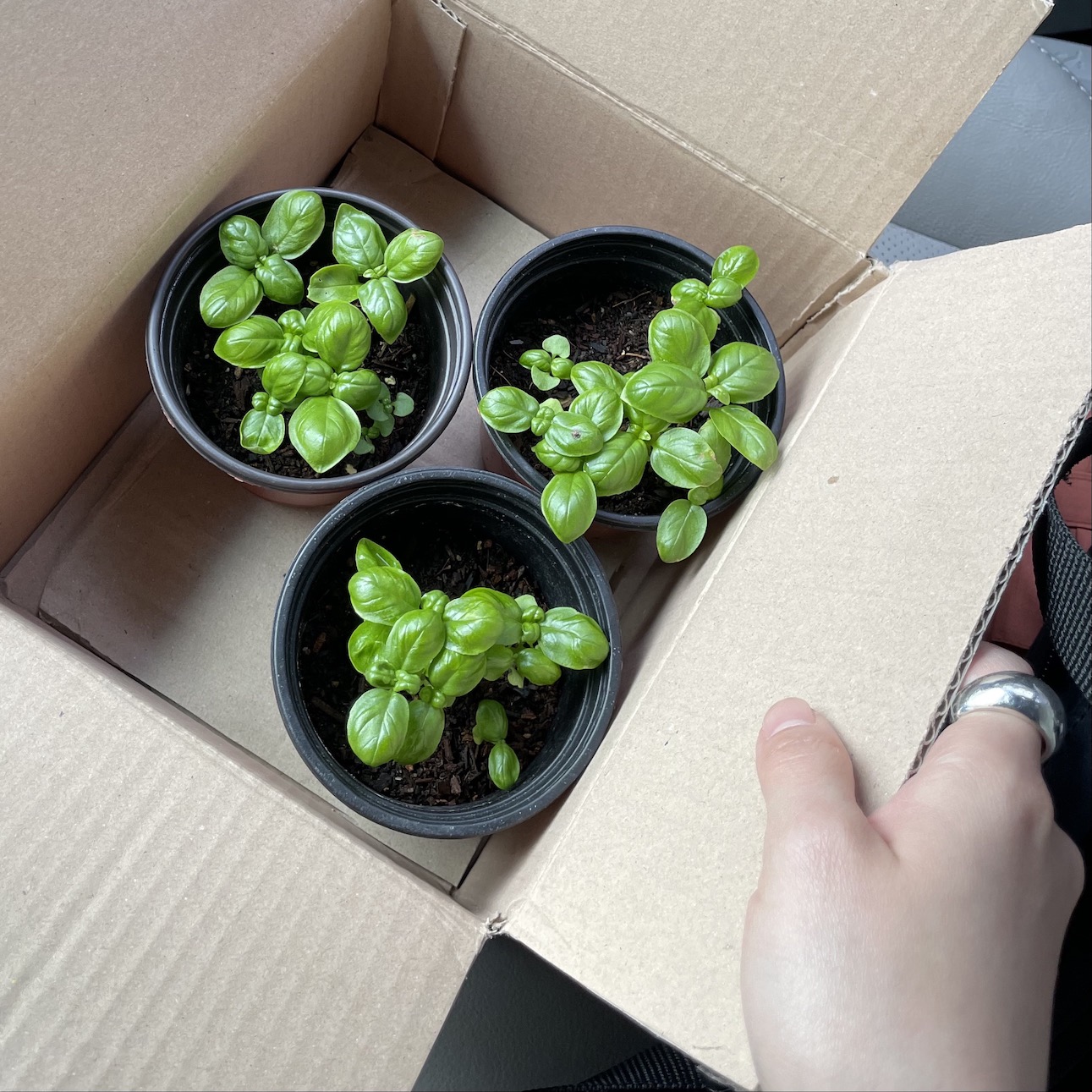 가을까지 행복할 당근거래: 아기 바질