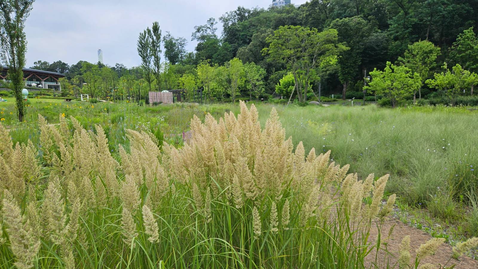 살랑거리는 산조풀 예쁘지 않나요? ㅎ