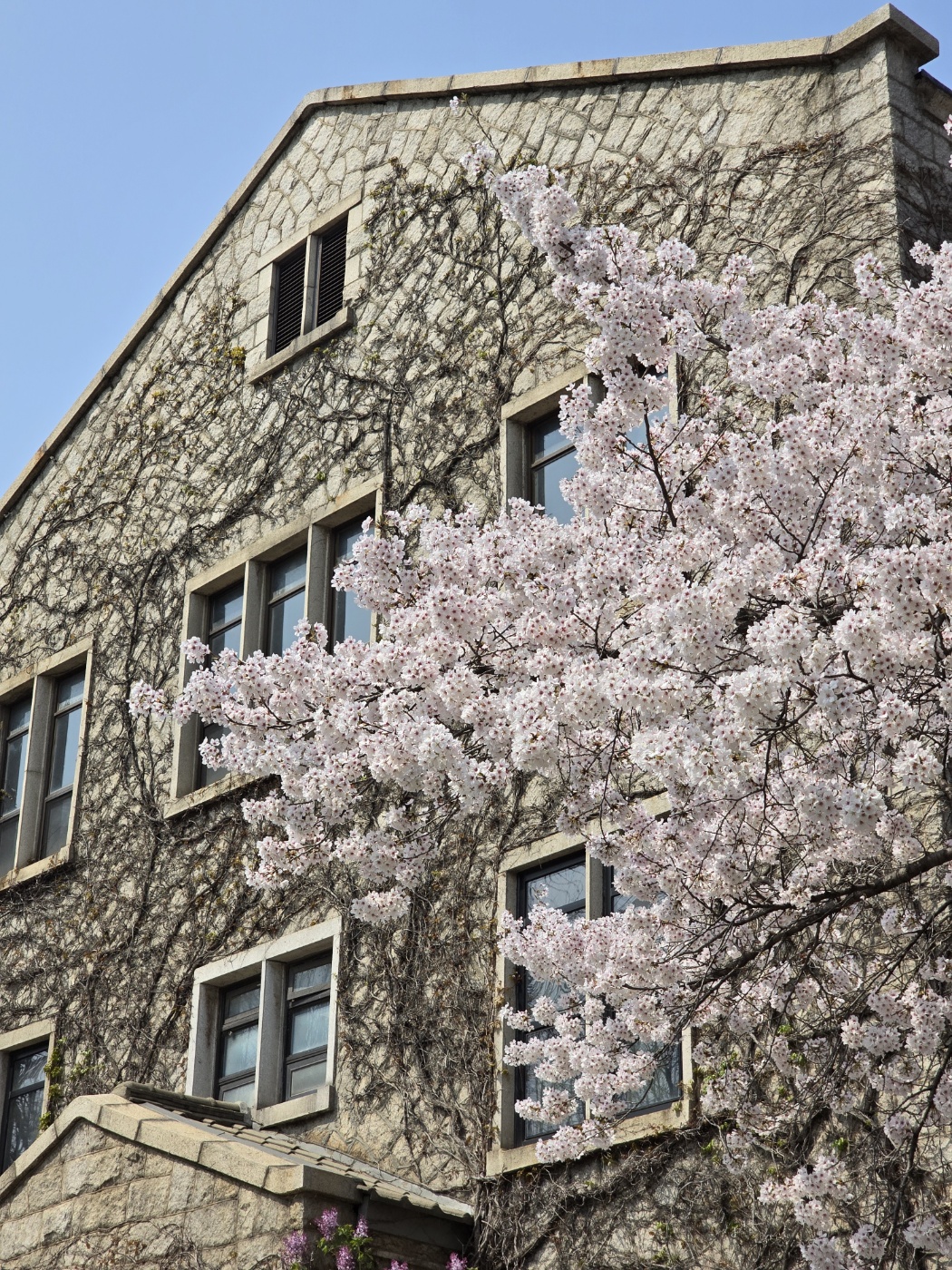 벚꽃 1 (출처: 이태열)