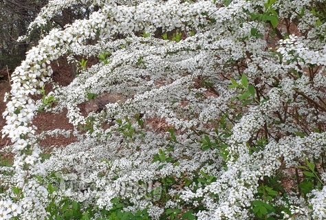 조팝나무의 썸네일 이미지