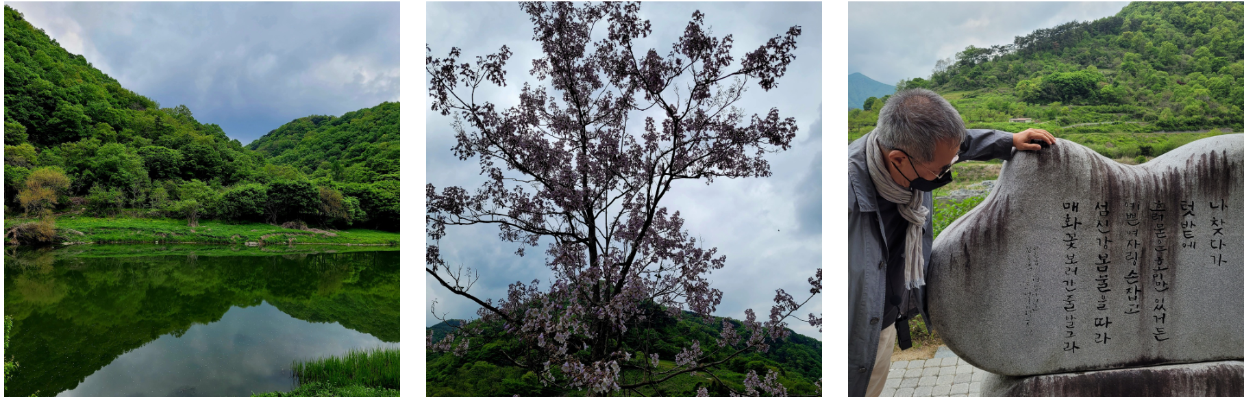 자건거길에서 바라본 섬진강(좌), 오동나무 꽃(중), 시인의 '봄날'시 설명(우)
