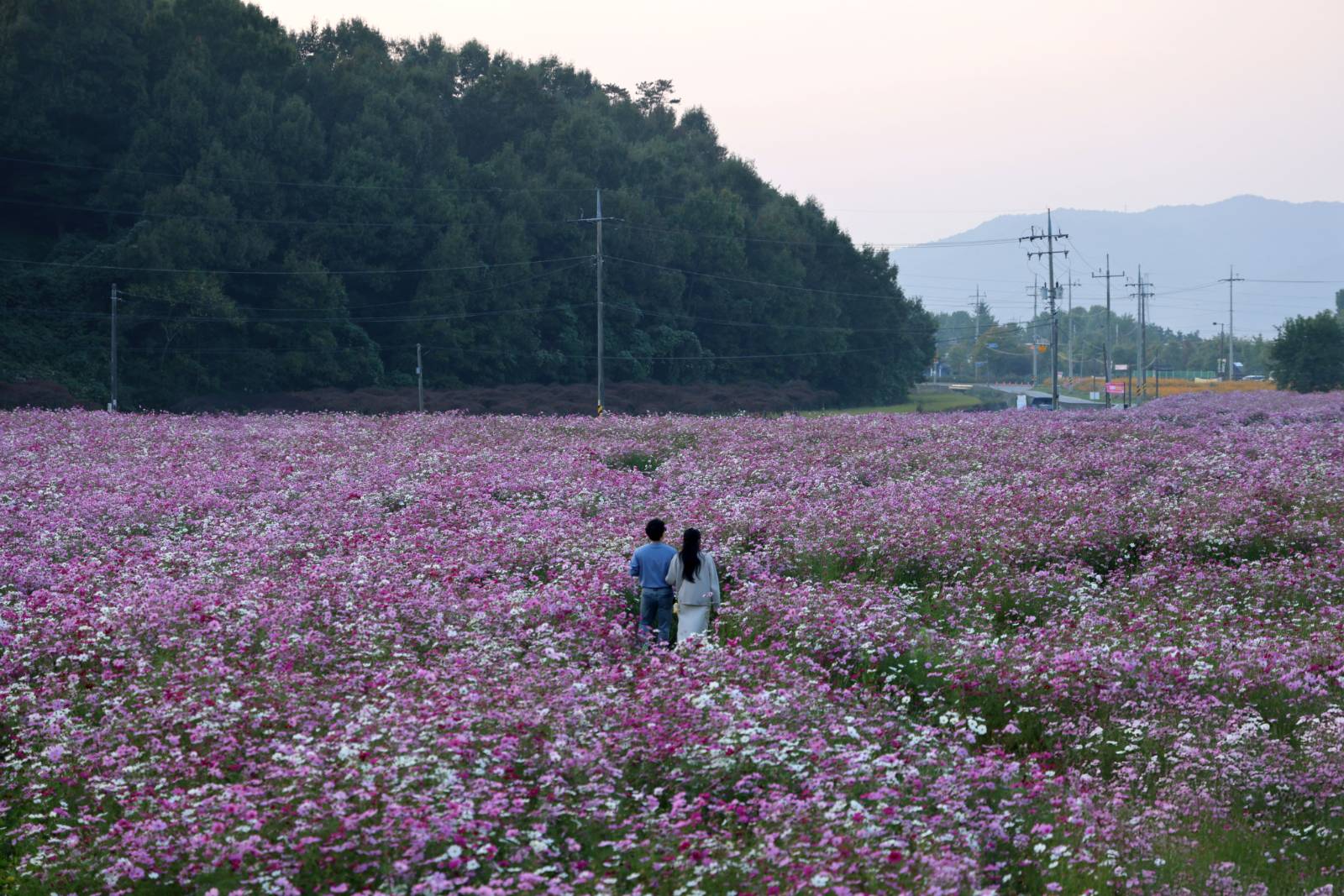 화양연화, Q, 1440mm × 2160mm, 2024, EOS R5