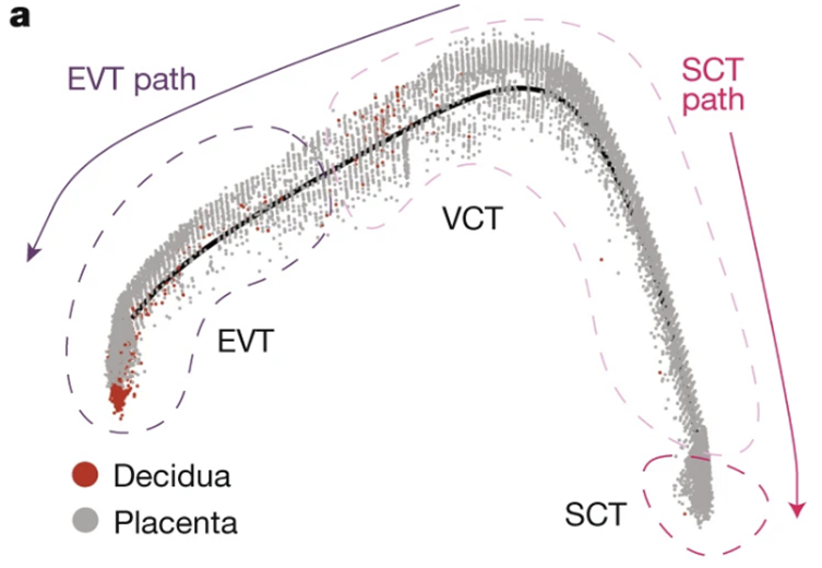 영양막 세포는 EVT와 SCT로 분화함을 알아냈어요