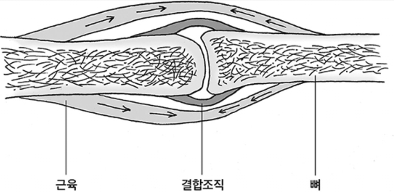 우리 몸 속의 결합조직 ⓒ 『인요가』  폴 그릴리