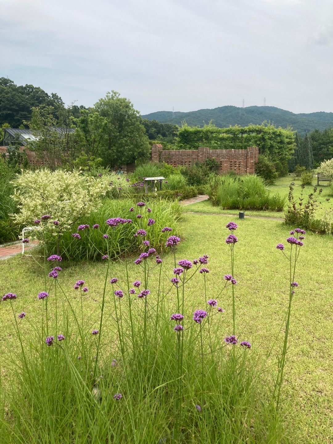 입구 정원의 여름 숙근초. 여유있는 식재간격이 마음에 든다.