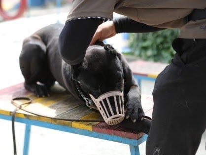 입마개와 목줄을 착용한 강아지