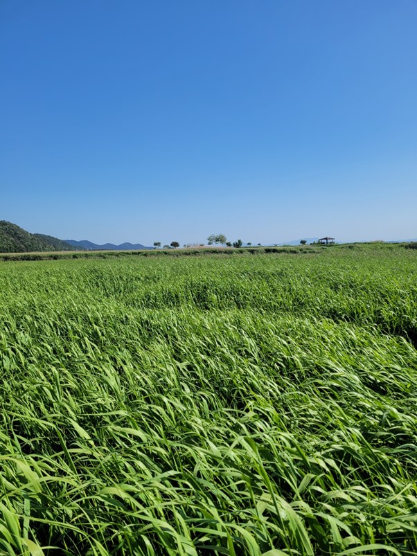 갈대 바다, 그리고 수평선_지은이_우연한 하루의 썸네일 이미지