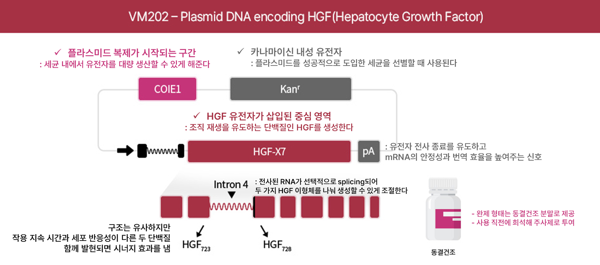 Engensis(VM202)의 플라스미드 DNA 구조Adapted from. Helixmith homepage