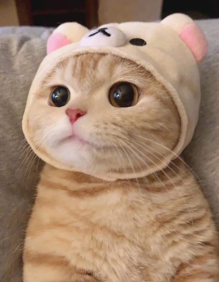 이 귀여운 고양이를 보고 어떤 생각이 드는가?