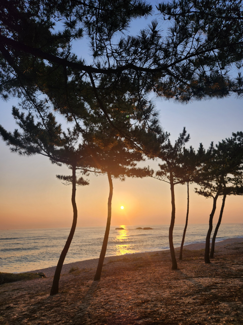 그리고 완전히 뜬 태양... 이날 바다가 넘 아름다고 날씨도 좋고, 새벽녘 내내 온종일 기분이 좋아서인지 에라 기분이다 싶어서 다음 행선지까지 걸었습니다. 그러고 아침 8시가 되기 전에 1만 보를 채우고야 말았습니다..^^ 그 뒤로 밥 먹자마자 급격히 피로가 몰려왔고 엎친데 덮친격으로 서울행 버스가 고장이 나서 중간에 멈춰서서 한참 있는 바람에 서울까지 5시간 넘게 걸려서 도착했습니다 ㅎ 우여곡절이 있었는데도 사진을 보니 마냥 좋았던 기억만 떠오르네요. 실제로 좋기도 했지만은요. 아무튼... 밤새는 게 이제 가능할지는 모르겠지만 다음에도 무박2일 일출여행을 또 가고 싶다는 소망이 스물 자라네요.