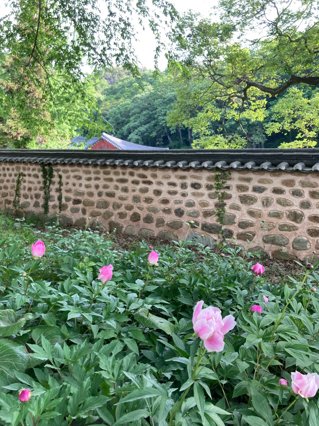 모든 풍경이 자연스럽게 어우러지던 향림사 정원 한켠