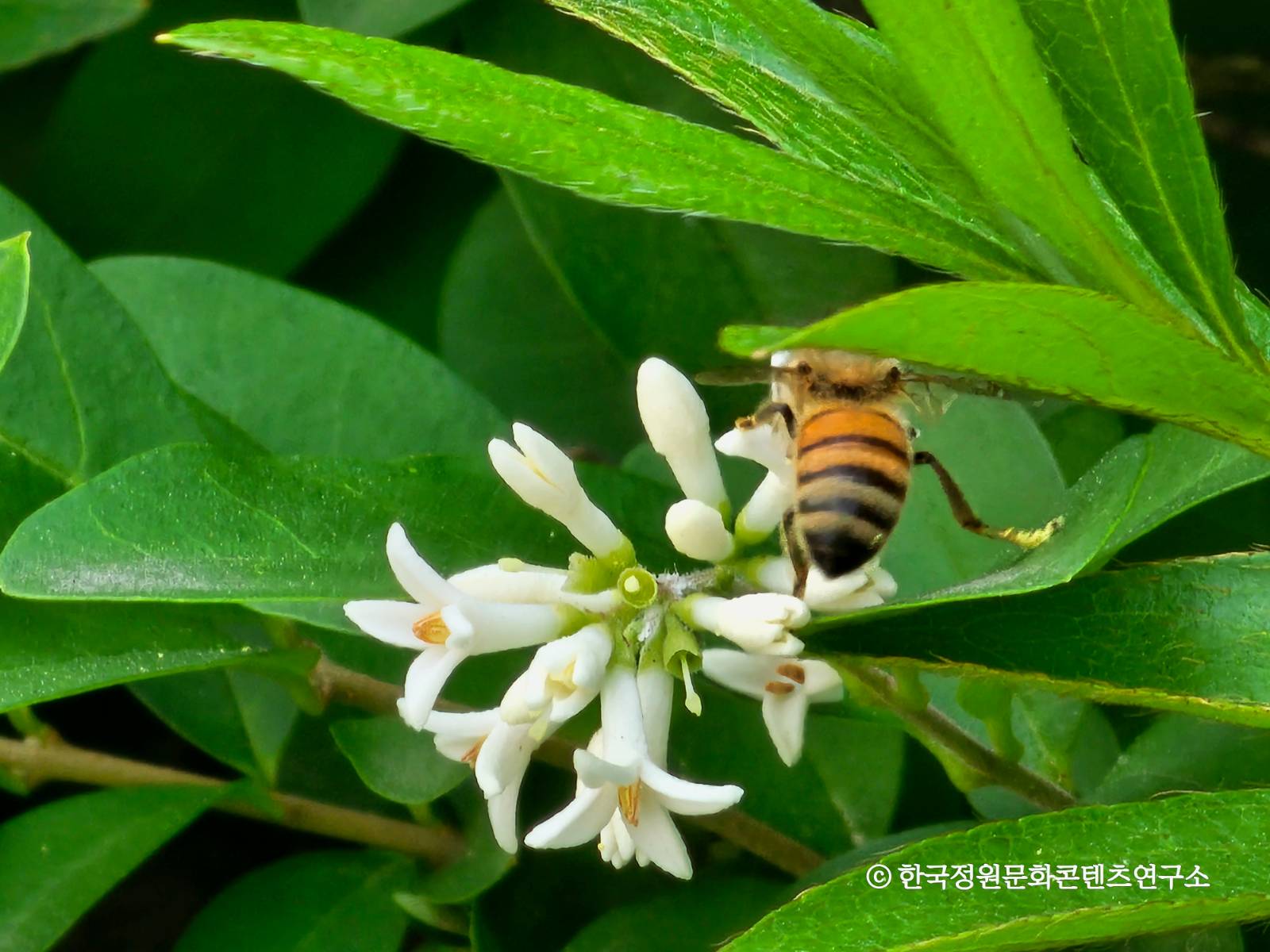 활짝 핀 꽃에 벌이 달라붙어 채밀하며 나무는 수분이 된다