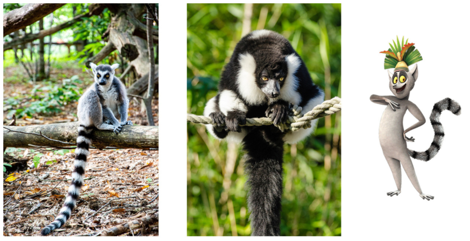 (왼쪽) 알락꼬리여우원숭이, (가운데) 인드리 여우원숭이, (오른쪽) 애니메이션 <마다가스카>의 줄리언 대왕.