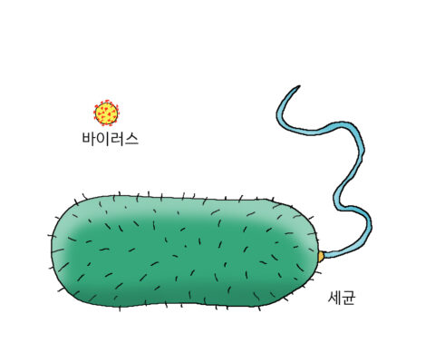 세균은 바이러스보다 훨씬 큽니다.