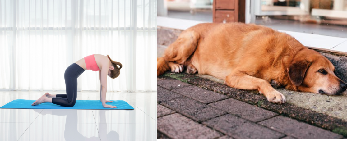 다양한 캣카우 & 쉬는 중