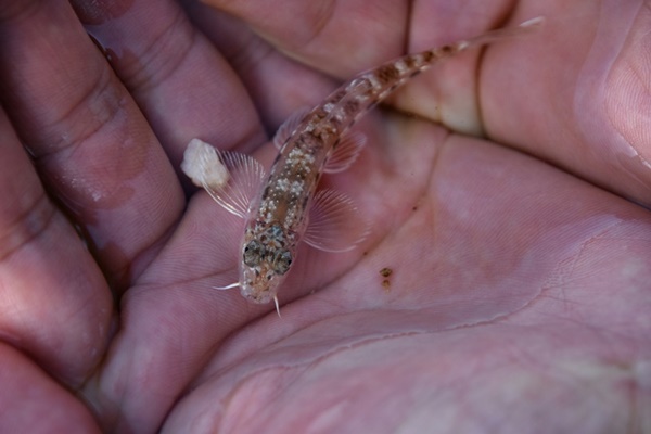 세종보 개방 후 금강에 돌아온 멸종위기종 1급 흰수마자 (사진: 환경운동연합)