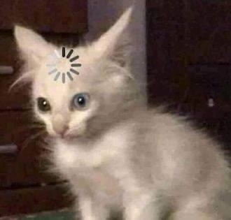 이미지 = 헝그리앱 캡쳐 (https://m.hungryapp.co.kr/bbs/bbs_view.php?pid=774995&bcode=fgo)