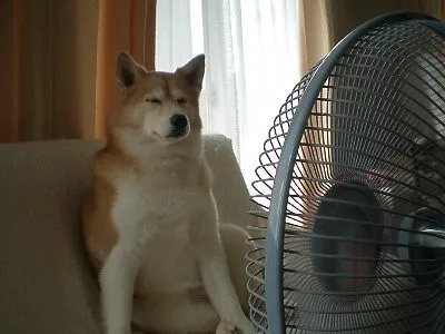 이미지 = 네이버 블로그 캡처 (https://blog.naver.com/rlackadl/40166016730)