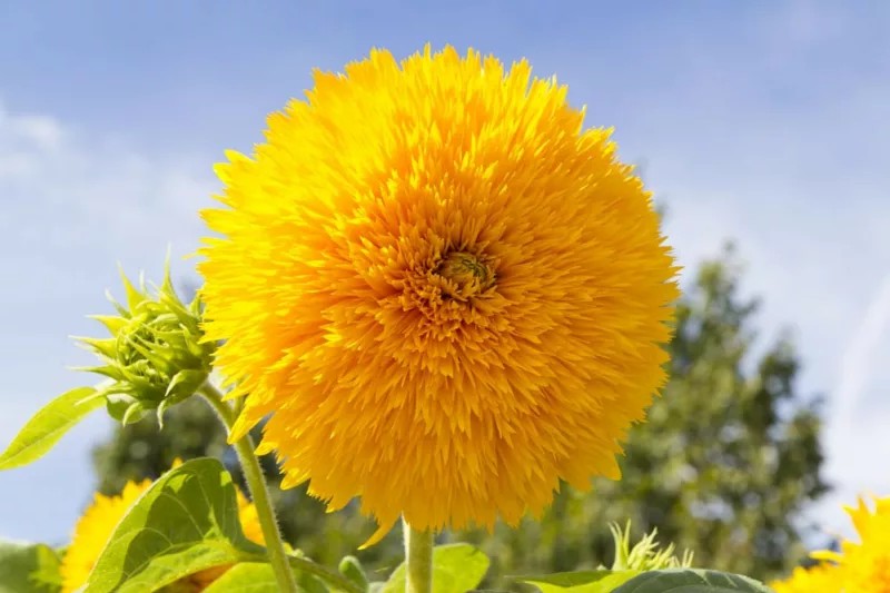 해바라기 '테디 베어', 물론 예쁘긴 하다 ㅎㅎ (출처: gardenia.net)