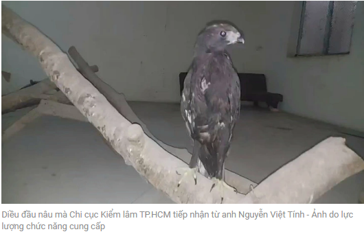 호치민시 산림관리지국이 응우옌 비엣 띵 씨에게 받은 관머리뿔매