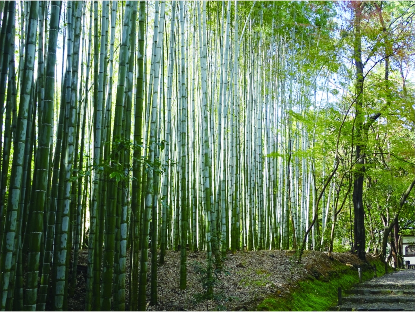 교토 아라시야마 치쿠린 c)교토관광청