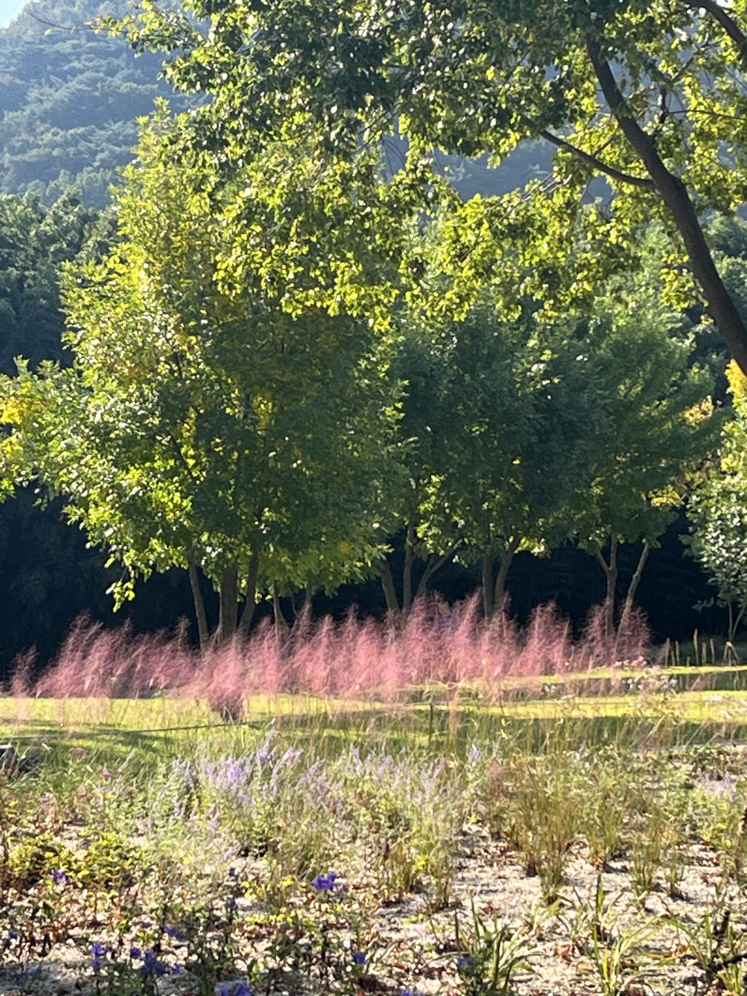 싱그러운 나무 아래 핑크뮬리가 마치 타오르는 불꽃처럼 보인다.