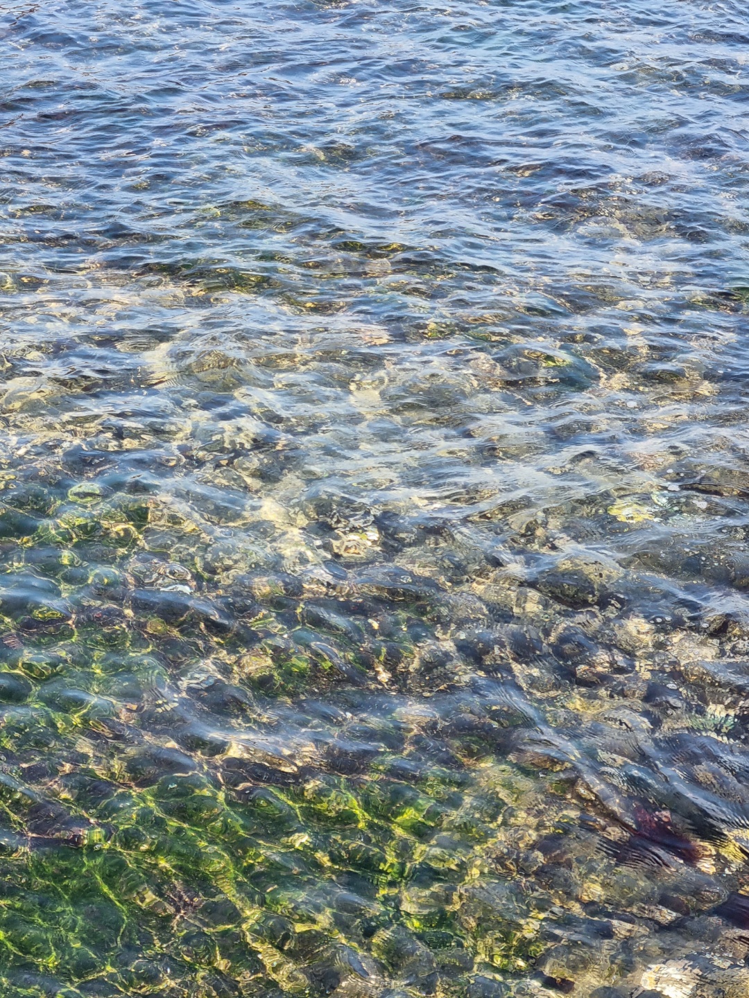 투명한 물 색깔과... 초록색은 미역인가?