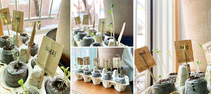 5월 11일, 오늘. 두번째 새싹들