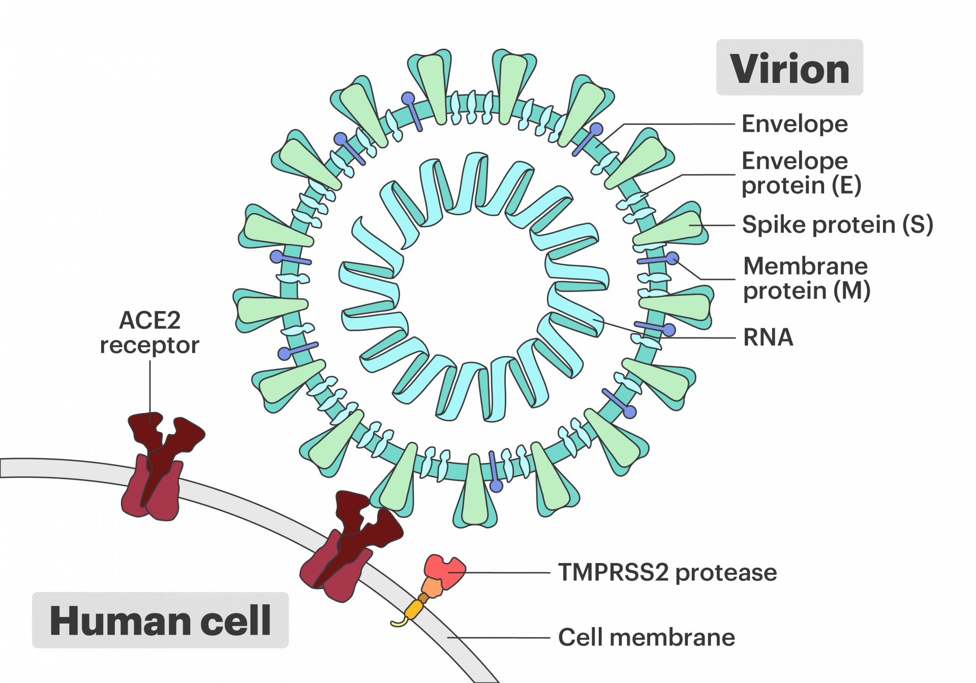 코로나19 바이러스의 세포 침투 모습입니다. 스파이크 단백질, ACE2 수용체, TMPRSS2 효소가 표현되어 있습니다. IGI/Davian Ho, CC BY-NC-SA.