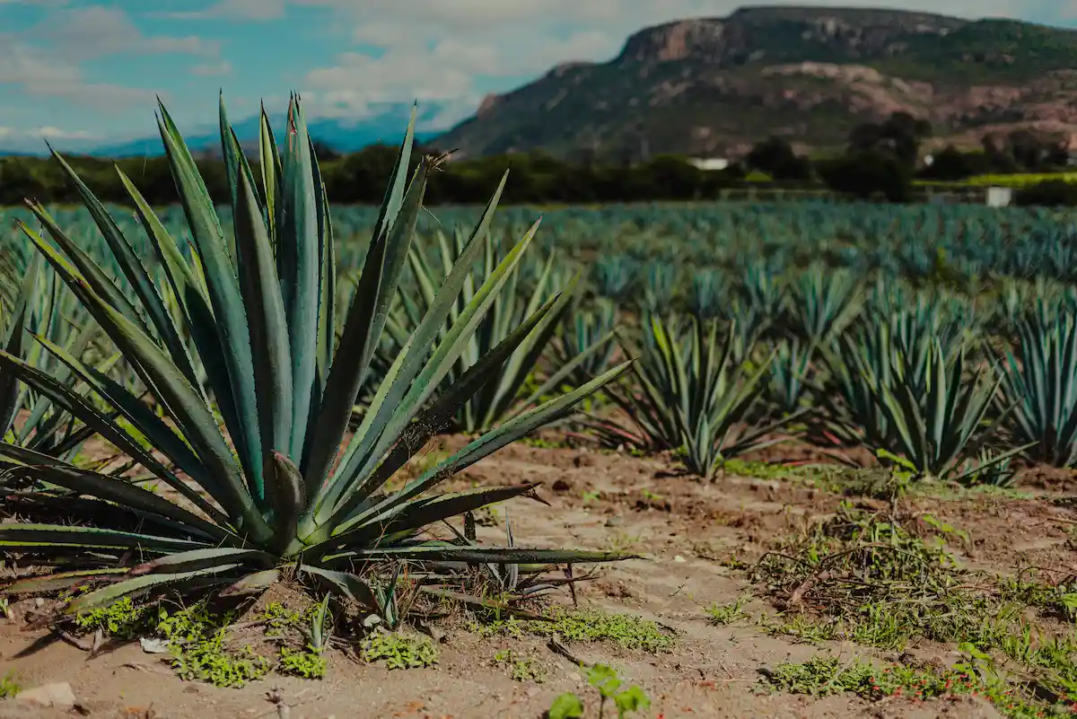 출처 - delmaguey.com
