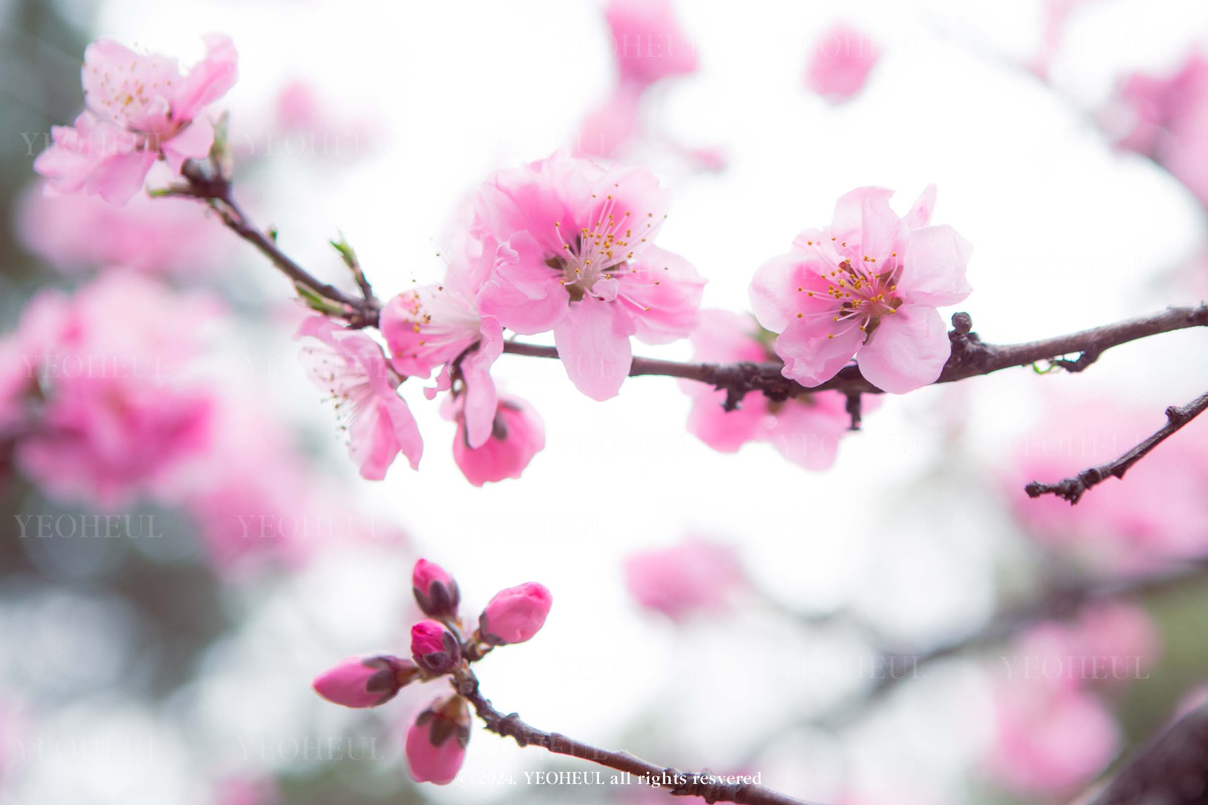 릴리님에게 꽃샘 추위의 끝자락에서 만난 위로를 전합니다.