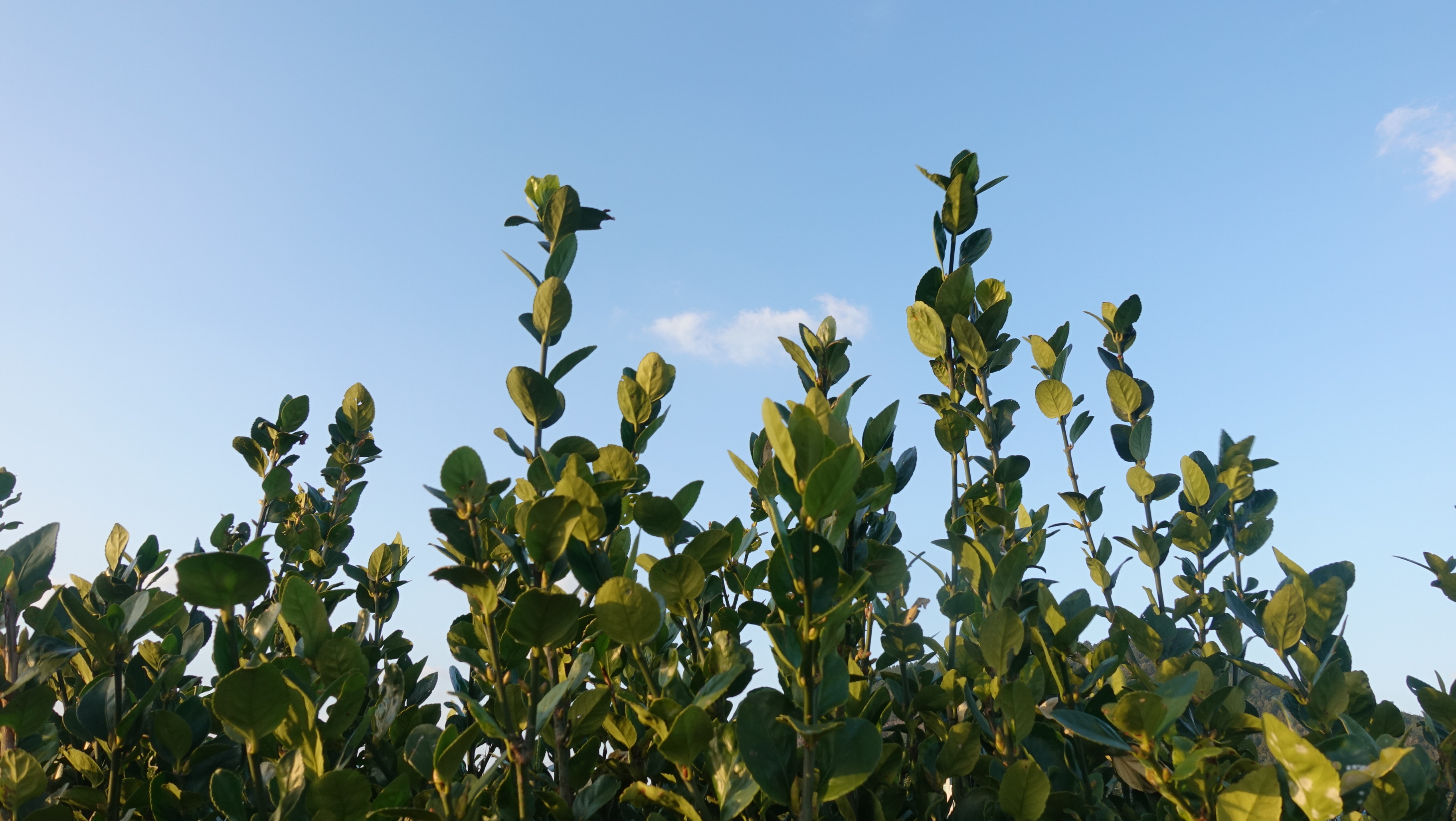 2020년 2월 제주 구좌읍 종달리