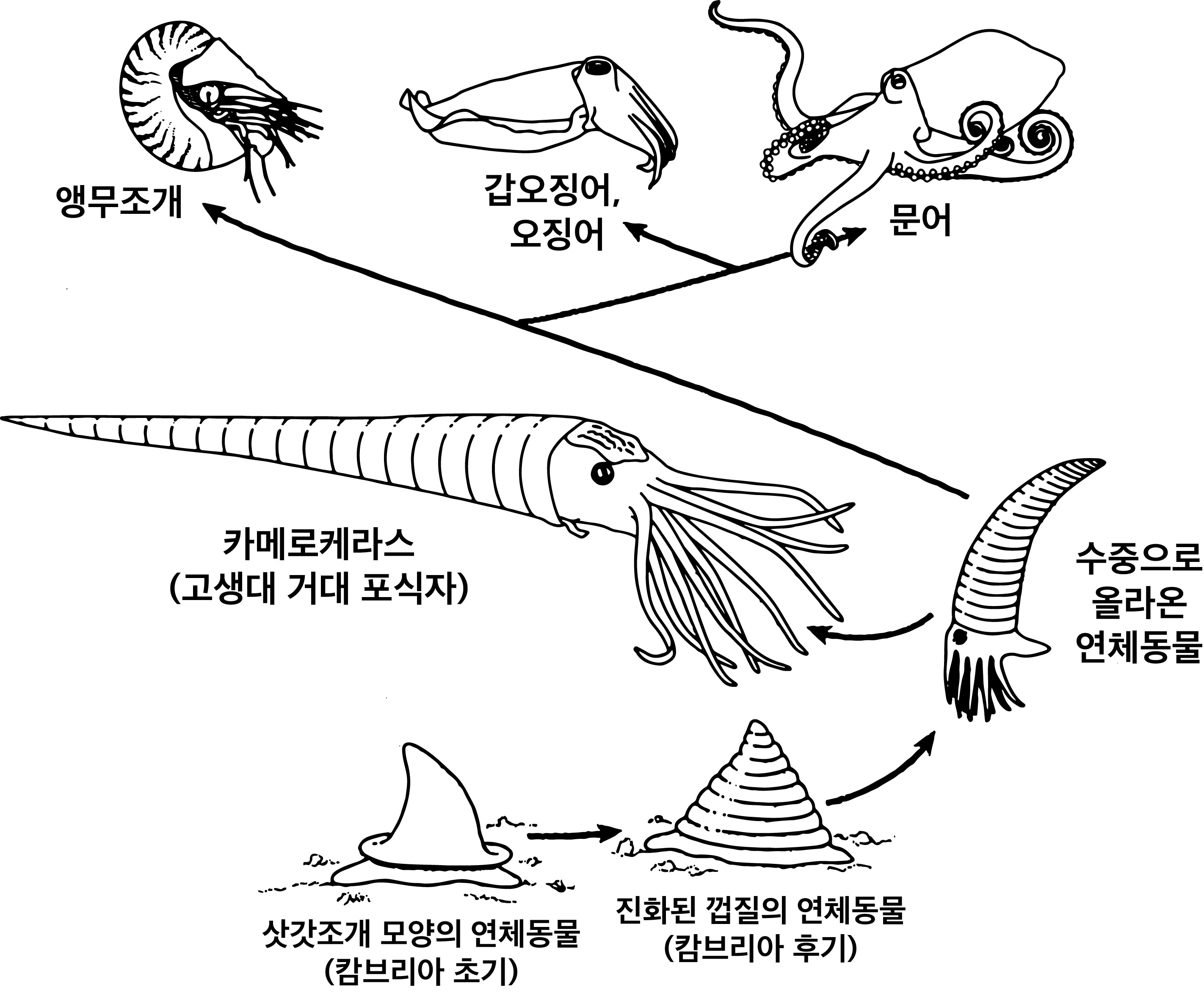 문어를 포함한 연체동물의 진화 과정. 연체동물 중에는 10미터에 이르는 포식자로 진화한 카메로케라스(Cameroceras)도 있지만 전부 멸종했다. 현재는 앵무조개, 갑오징어, 오징어, 문어 등이 생존한다.