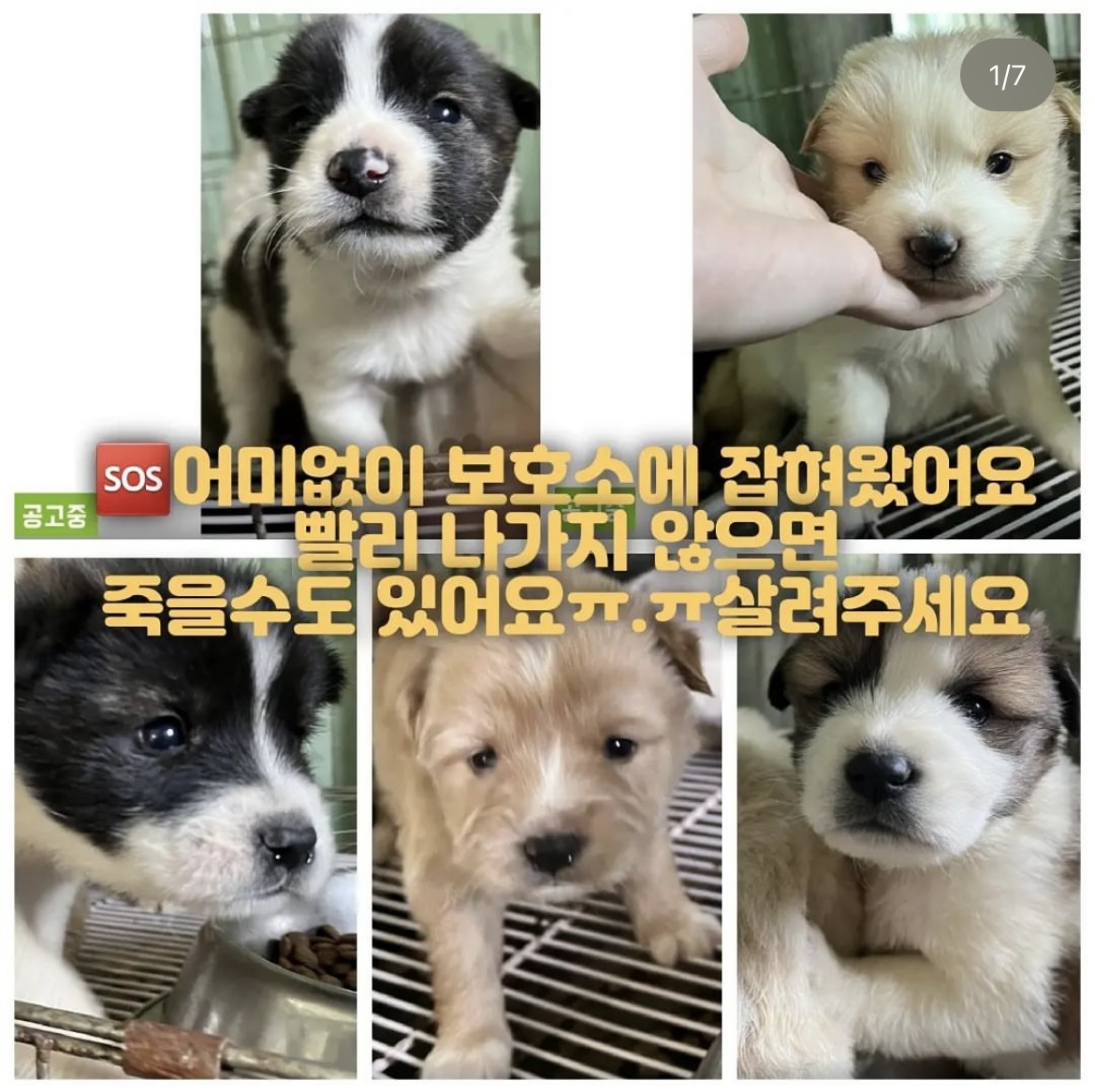 보호소 시절 자루(왼쪽 상단)와 형제들