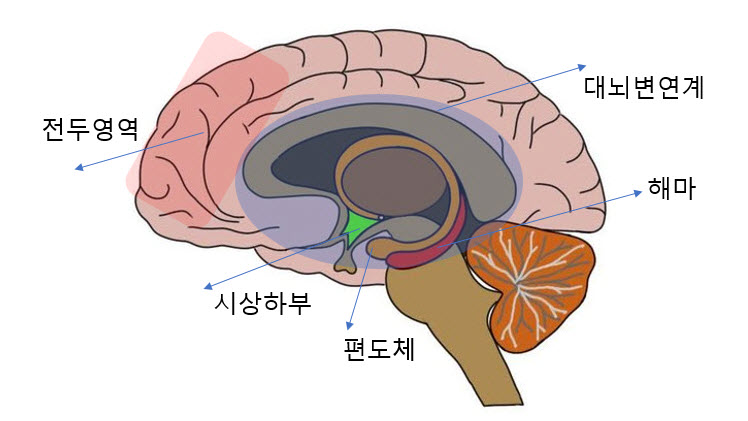 뇌의 3 핵심 기능: 생존, 감정, 사고의 썸네일 이미지