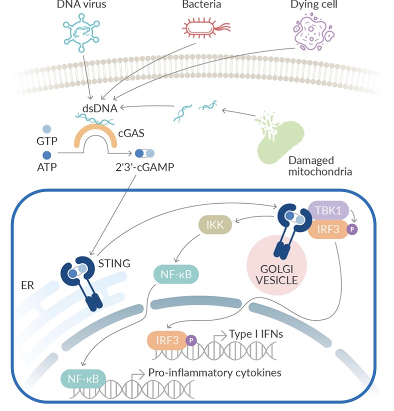 출처: https://www.caymanchem.com/news/targeting-cgas-activity-in-the-sting-pathway