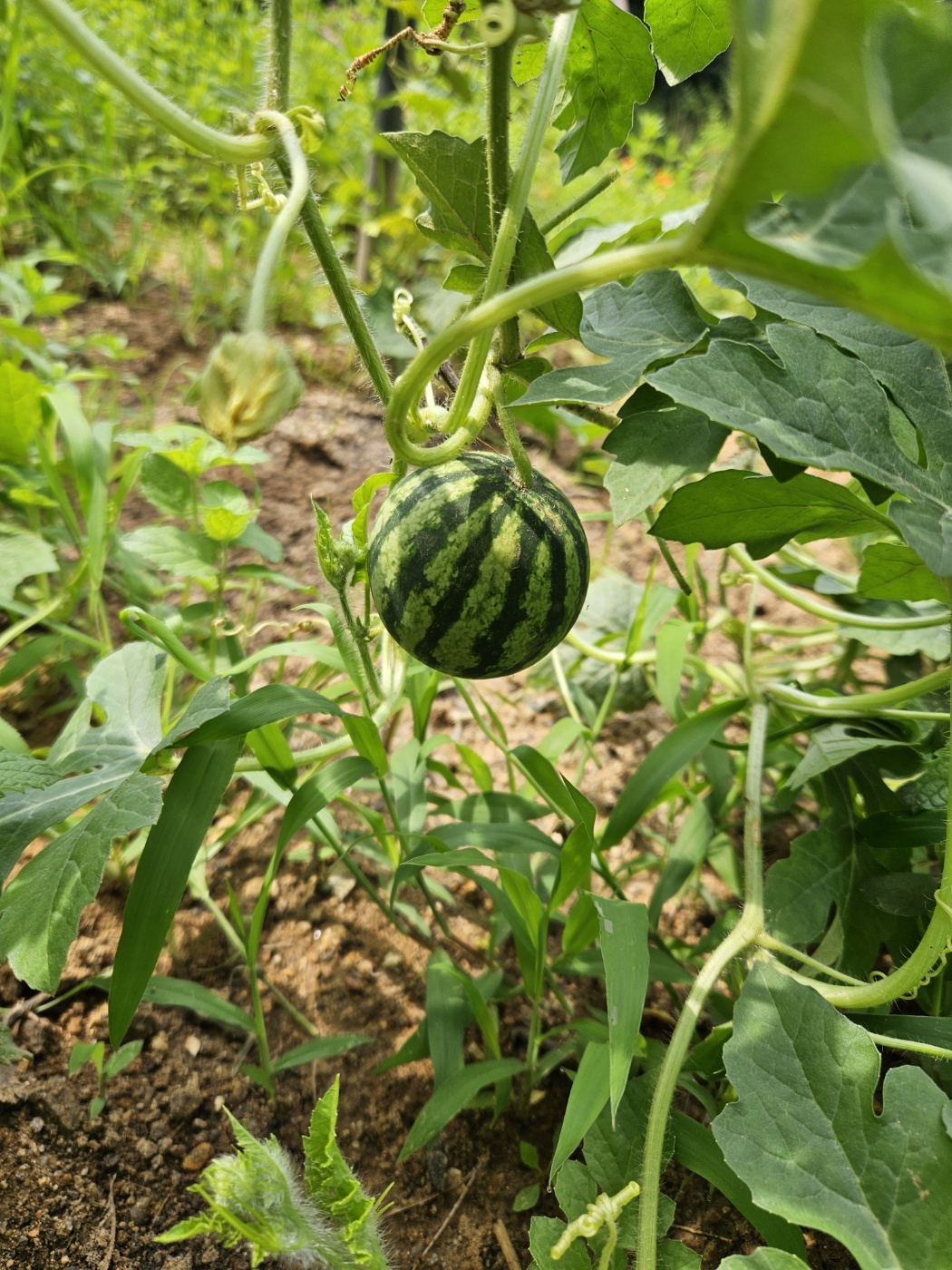 이 귀여운 수박도 익으려면 기다림이 필요한 것처럼, 여름엔 좀 느긋해져요!