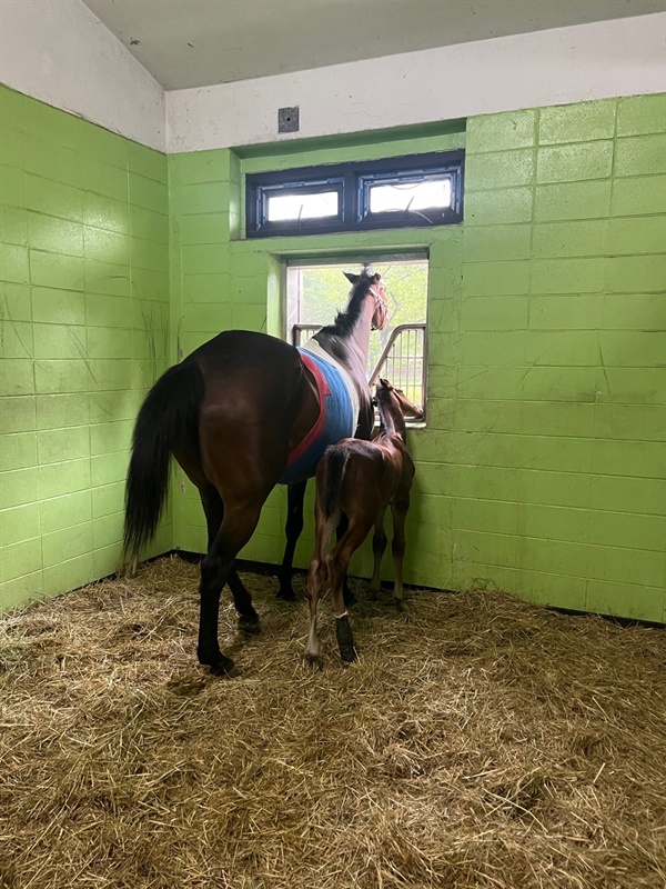 말에게 MBTI가 있다면 P일까, J일까?_수상한말수의사_의 썸네일 이미지